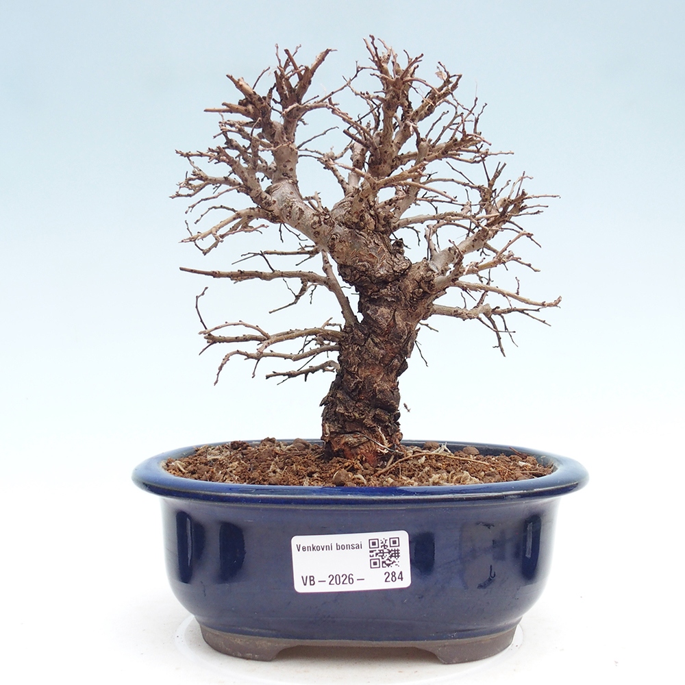 Bonsai für draußen - Zelkova - Zelkova NIRE