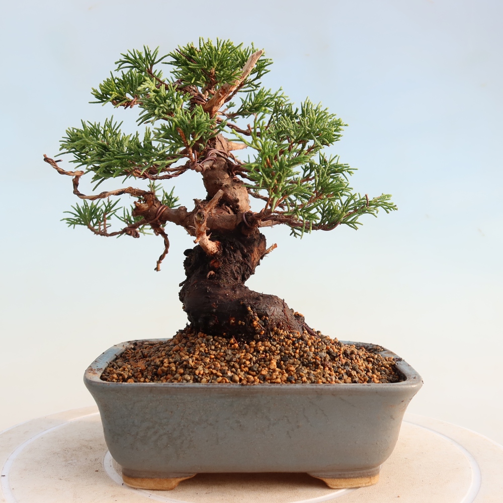 Outdoor bonsai - Juniperus chinensis Itoigawa - Chinese juniper
