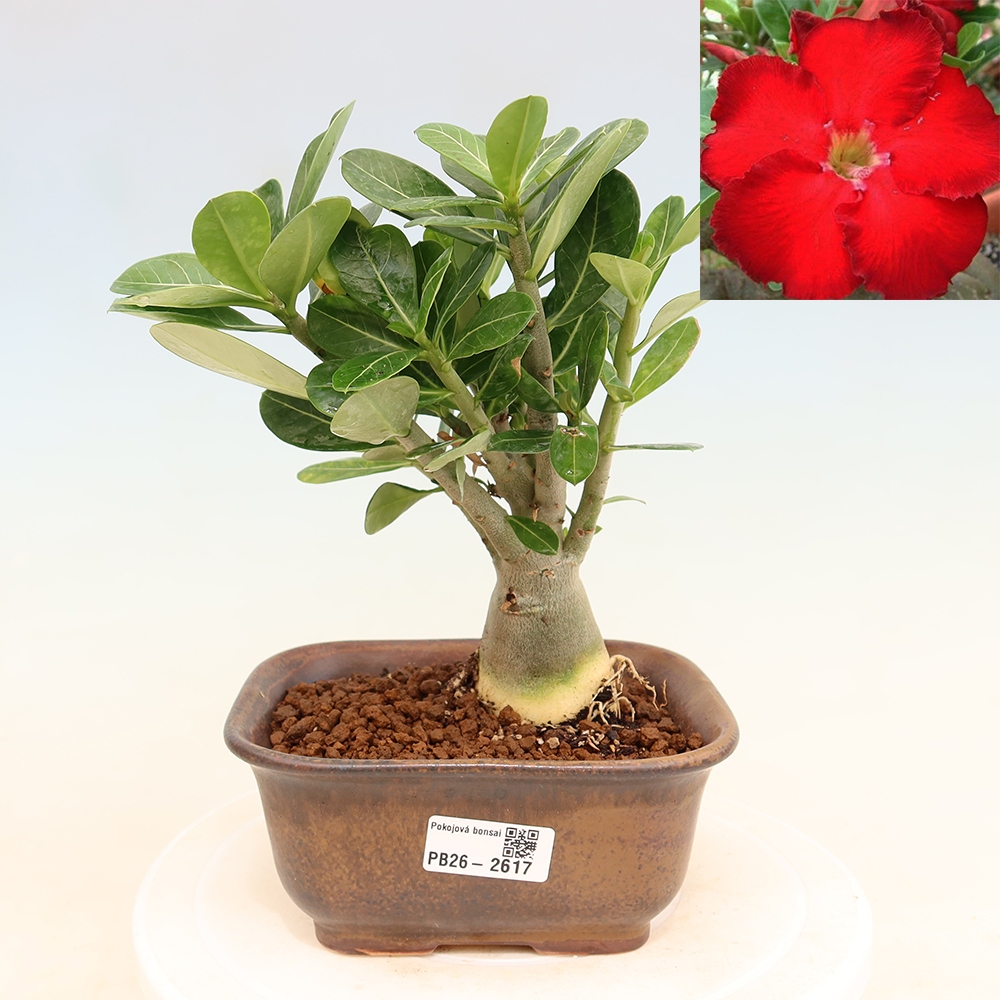 Zimmerbonsai – Adenium obesum „Red Star“ – Wüstenrose