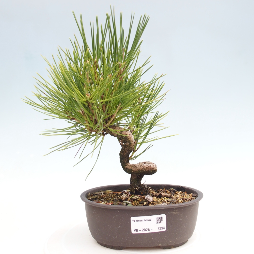 Bonsai im Freien - Pinus thunbergii - Thunbergia-Kiefer