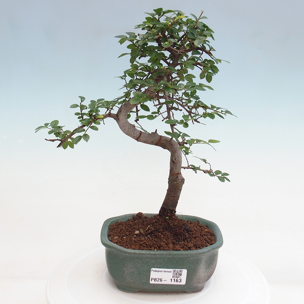 Zimmerbonsai - Ulmus parvifolia - Kleinblättrige Ulme