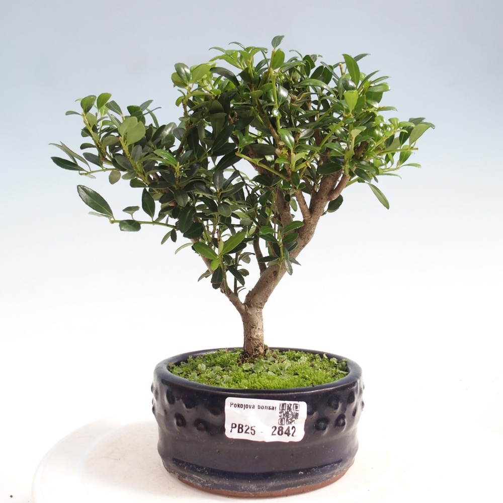 Zimmerbonsai - Ilex crenata - Holly