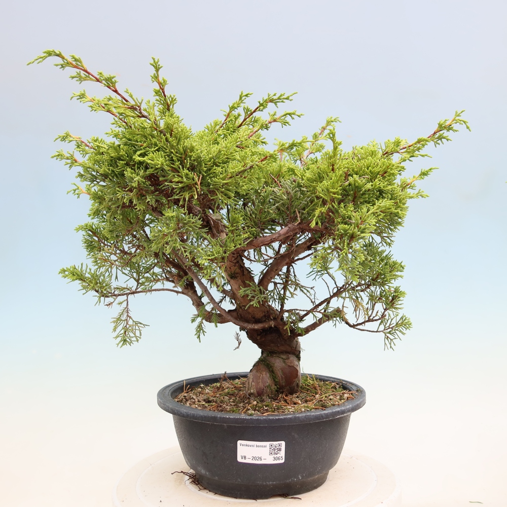 Bonsai für draußen - Juniperus chinensis Itoigawa-Juniperus chinensis