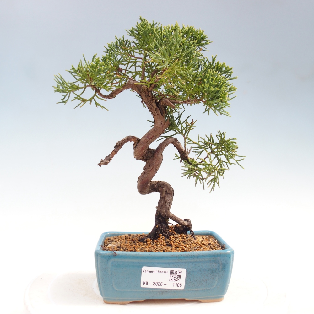 Bonsai für draußen - Juniperus chinensis Kishu