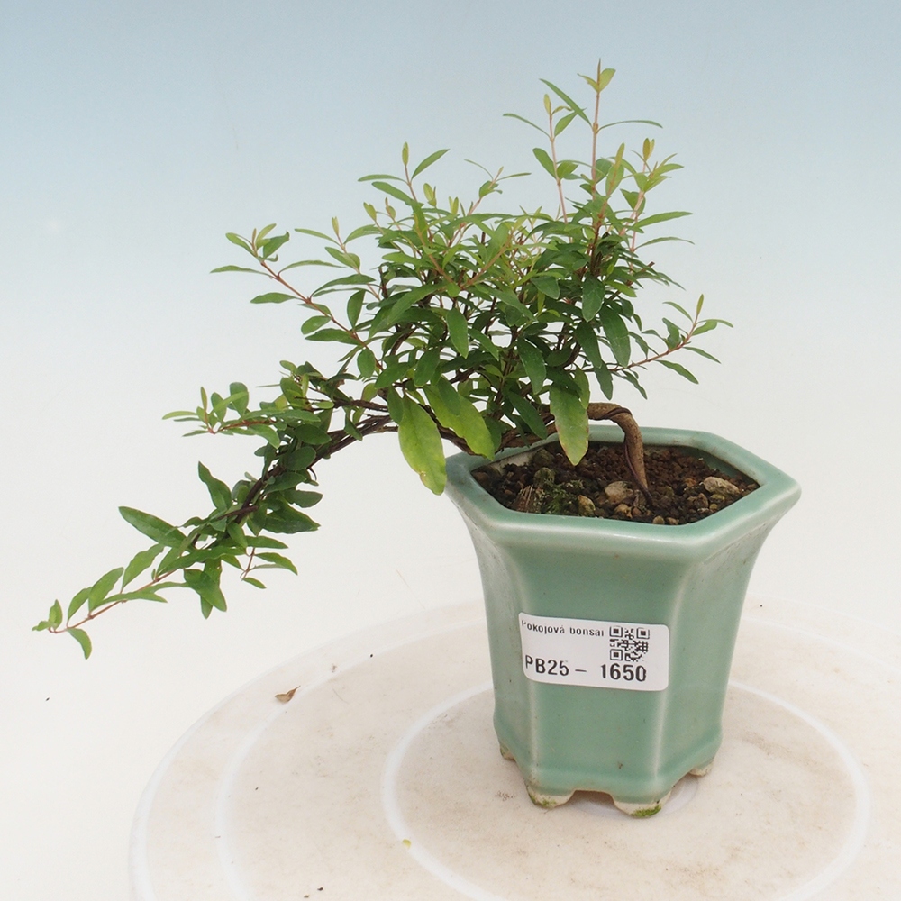 Zimmer Bonsai-PUNICA Granatum -Granatapfel
