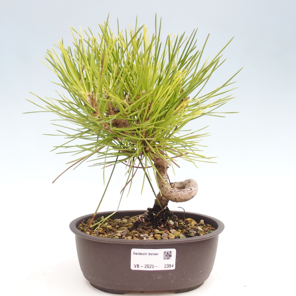 Bonsai im Freien - Pinus thunbergii - Thunbergia-Kiefer