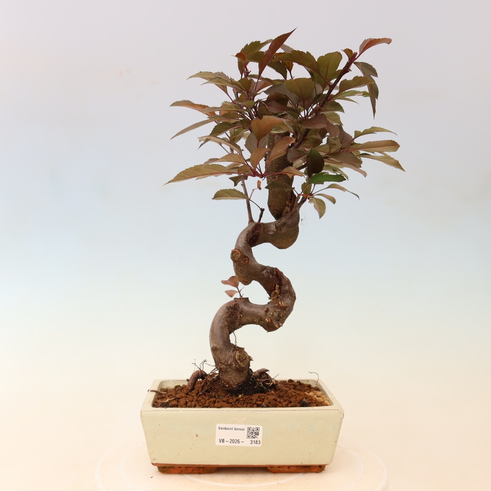 Outdoor-Bonsai -Malus domestica - Kleinfrüchtiger rotblättriger Apfelbaum