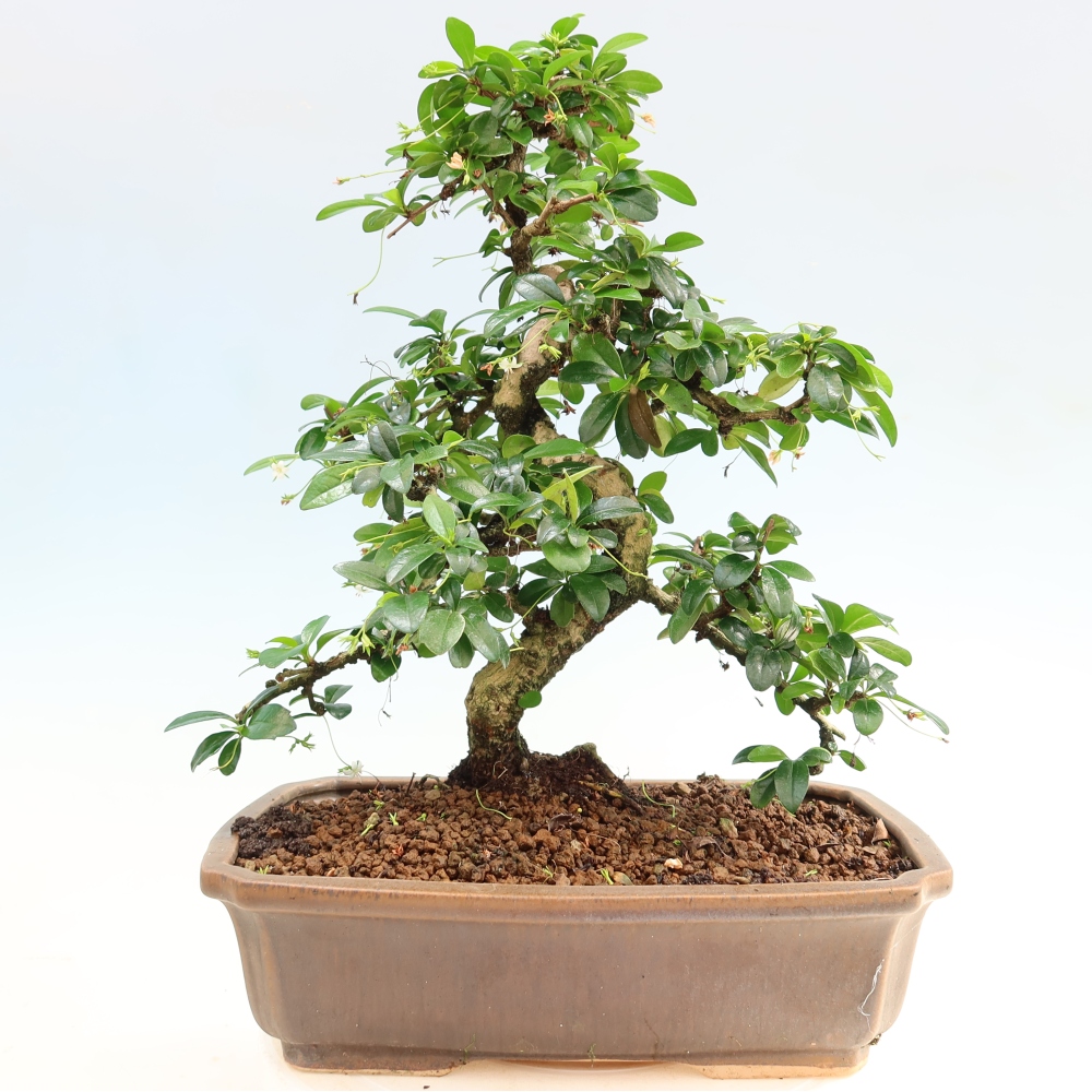 Zimmer-Bonsai - Carmona macrophylla - Tee-Fuki