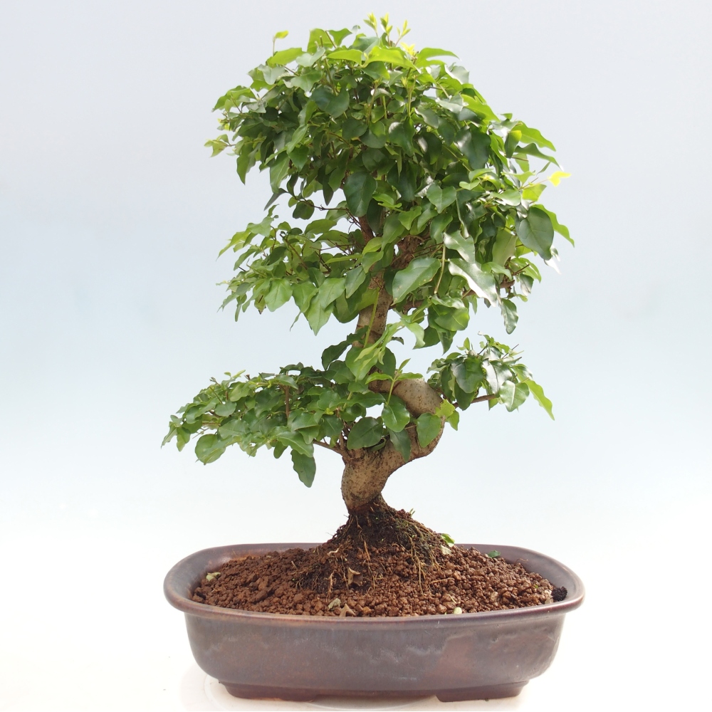 Zimmer Bonsai -Ligustrum chinensis - Vogelschnabel