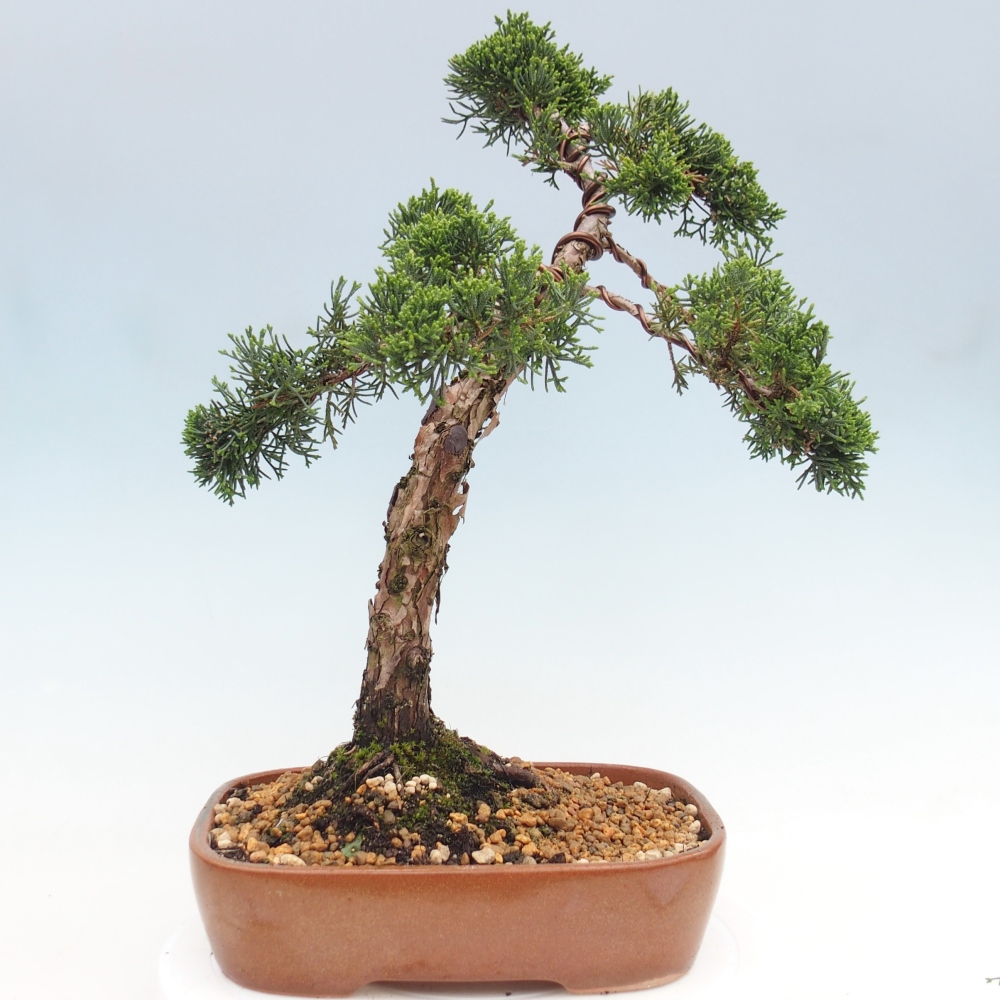 Bonsai für draußen - Juniperus chinensis Kishu