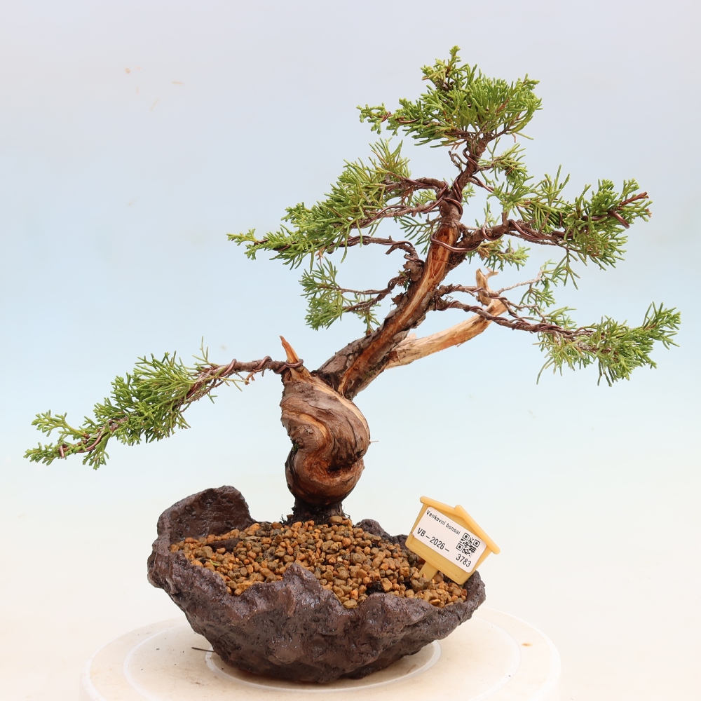 Bonsai für draußen - Juniperus chinensis Itoigawa-Juniperus chinensis