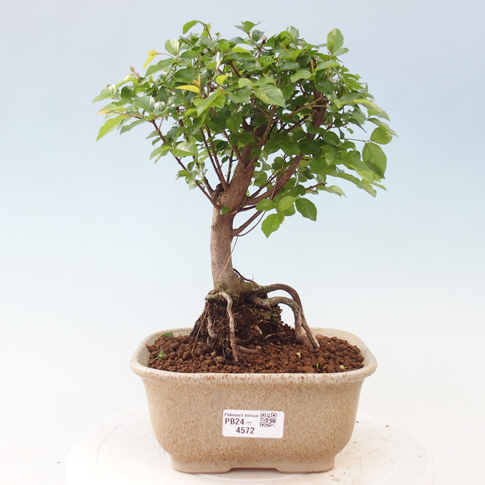 Innenbonsai - Sagerécie Thea - Sagerécie Thea
