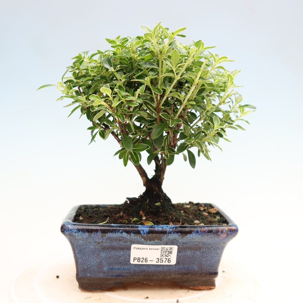 Zimmerbonsai - Serissa foetida Variegata - Baum der Tausend Sterne
