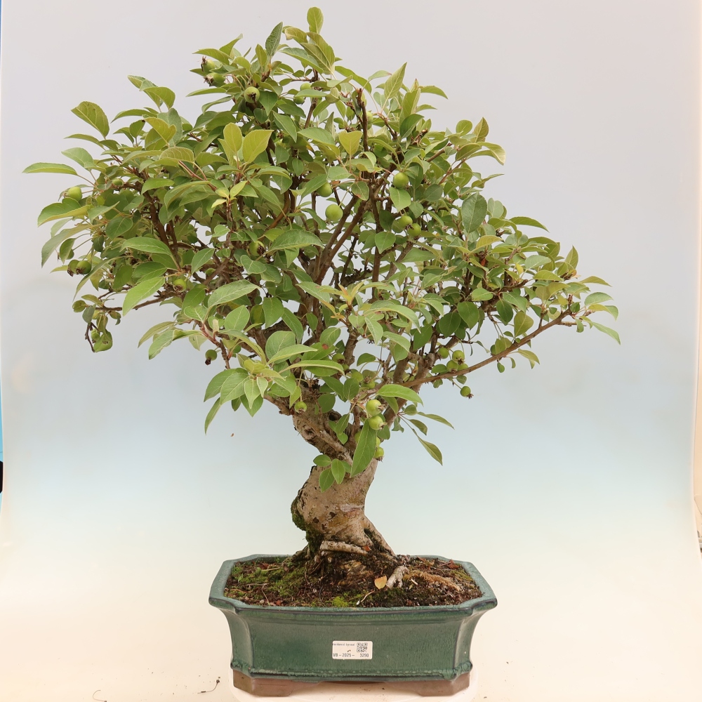 Bonsai im Freien - Malus halliana - Kleinfruchtiger Apfelbaum