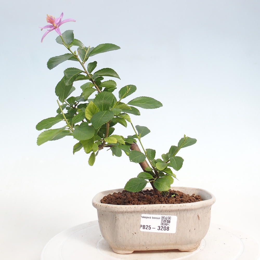 Zimmerbonsai - Grewia occidentalis - Lavendelstern