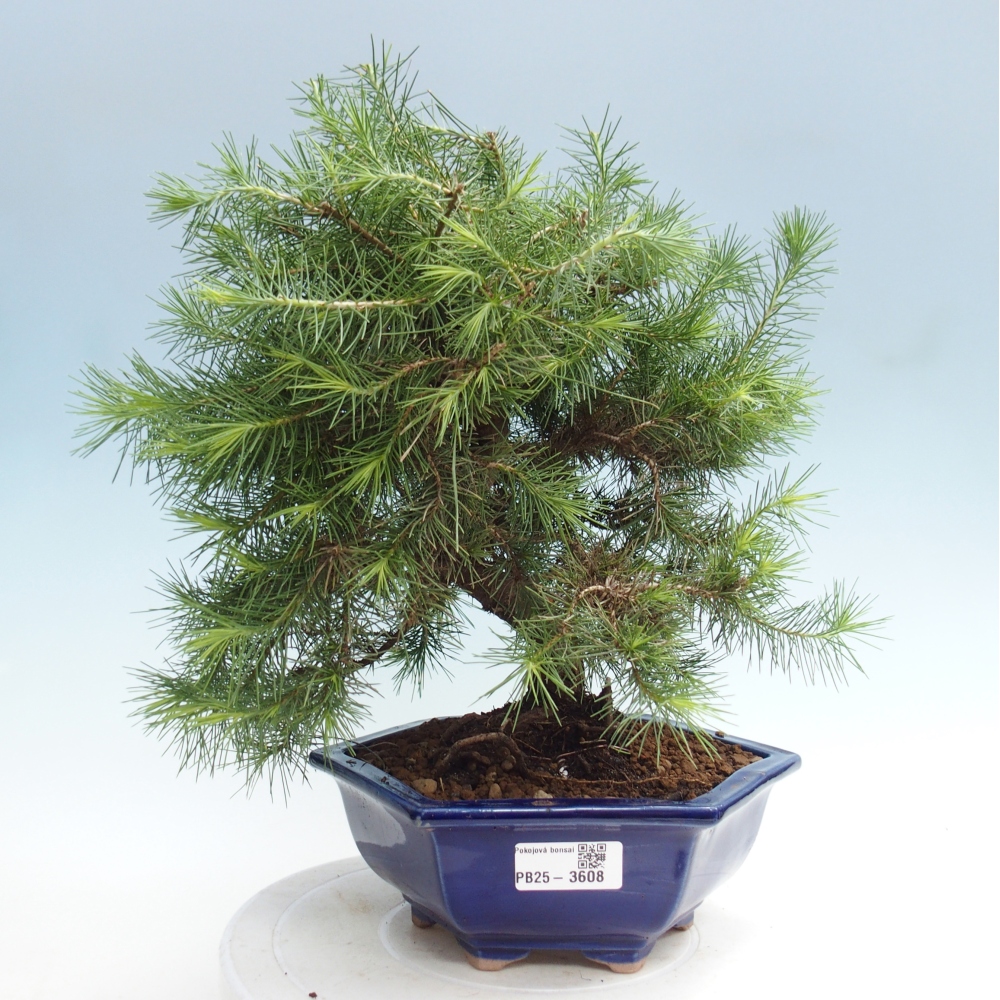 Zimmer Bonsai-Pinus halepensis-Kiefer von Aleppo