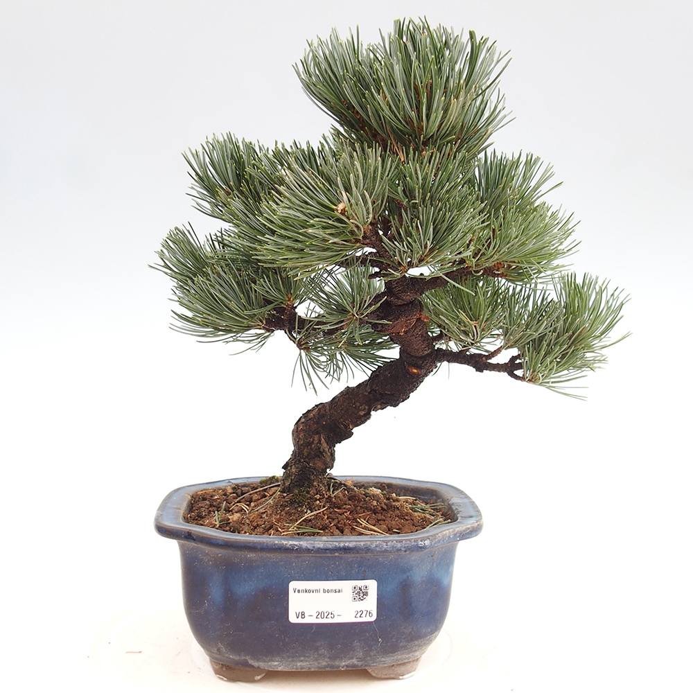 Bonsai im Freien - Pinus parviflora - kleine Kiefer