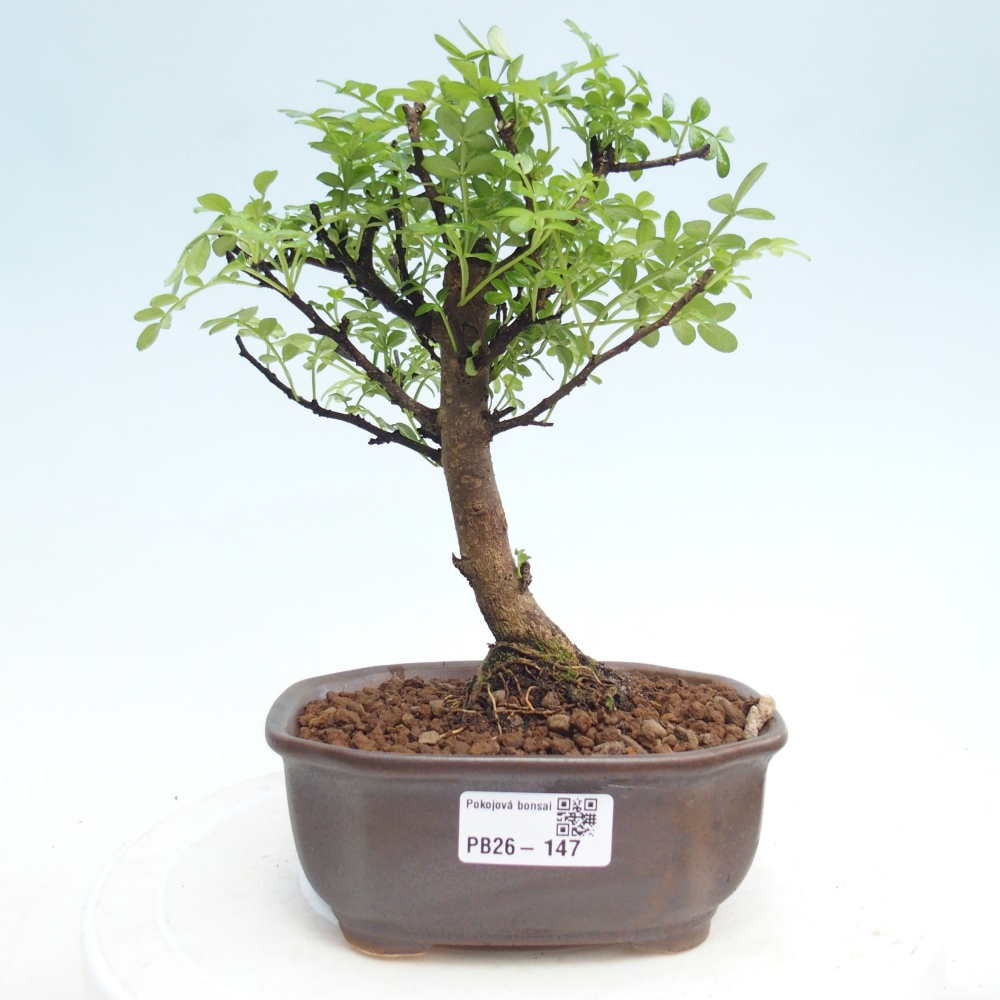 Zimmer Bonsai - Zantoxylum piperitum - Pfefferbaum