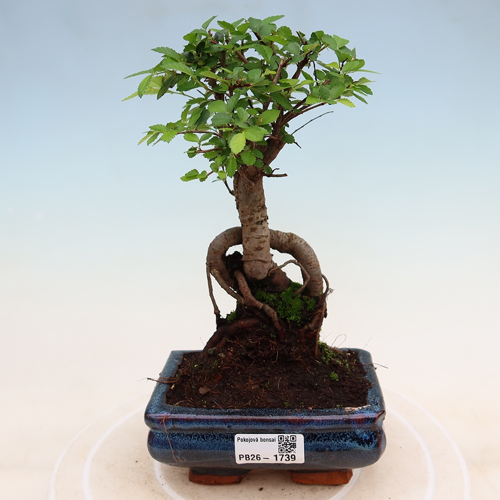 Zimmerbonsai - Ulmus parvifolia - Kleinblättrige Ulme