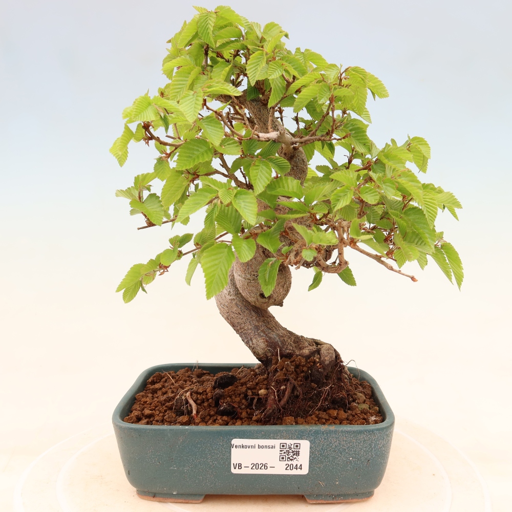 Bonsai für draußen - Karpinus Coreana - Koreanische Hainbuche