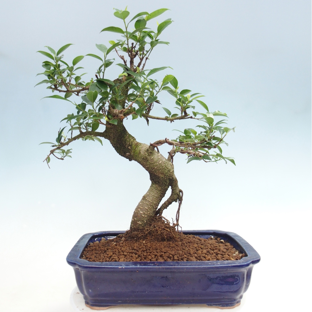 Zimmerbonsai - Ficus kimmen - Kleinblättriger Ficus