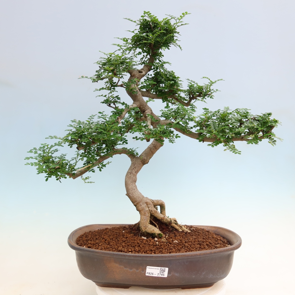 Zimmer Bonsai - Zantoxylum piperitum - Pfefferbaum