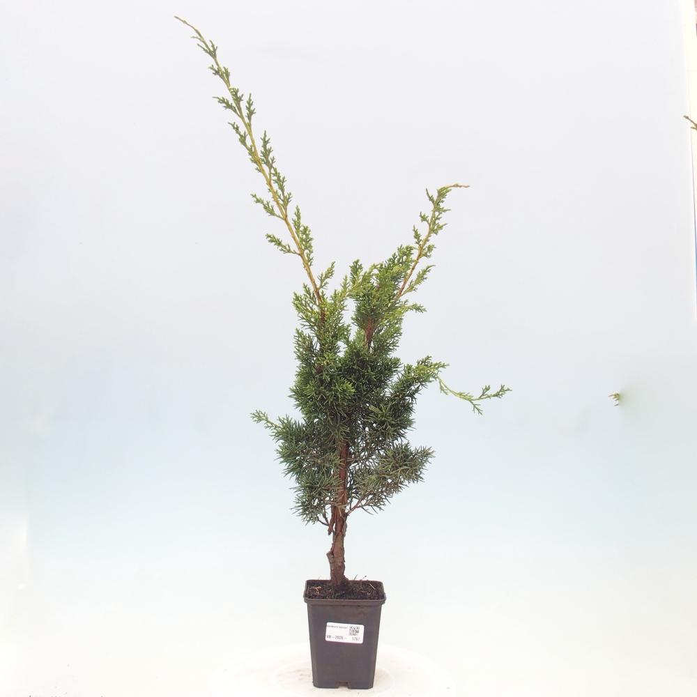 Bonsai für draußen - Juniperus chinensis Kishu