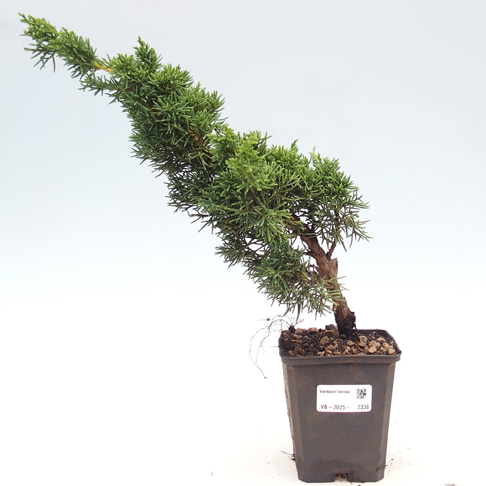 Outdoor-Bonsai - Juniperus chinensis Kishu - Chinesischer Wacholder