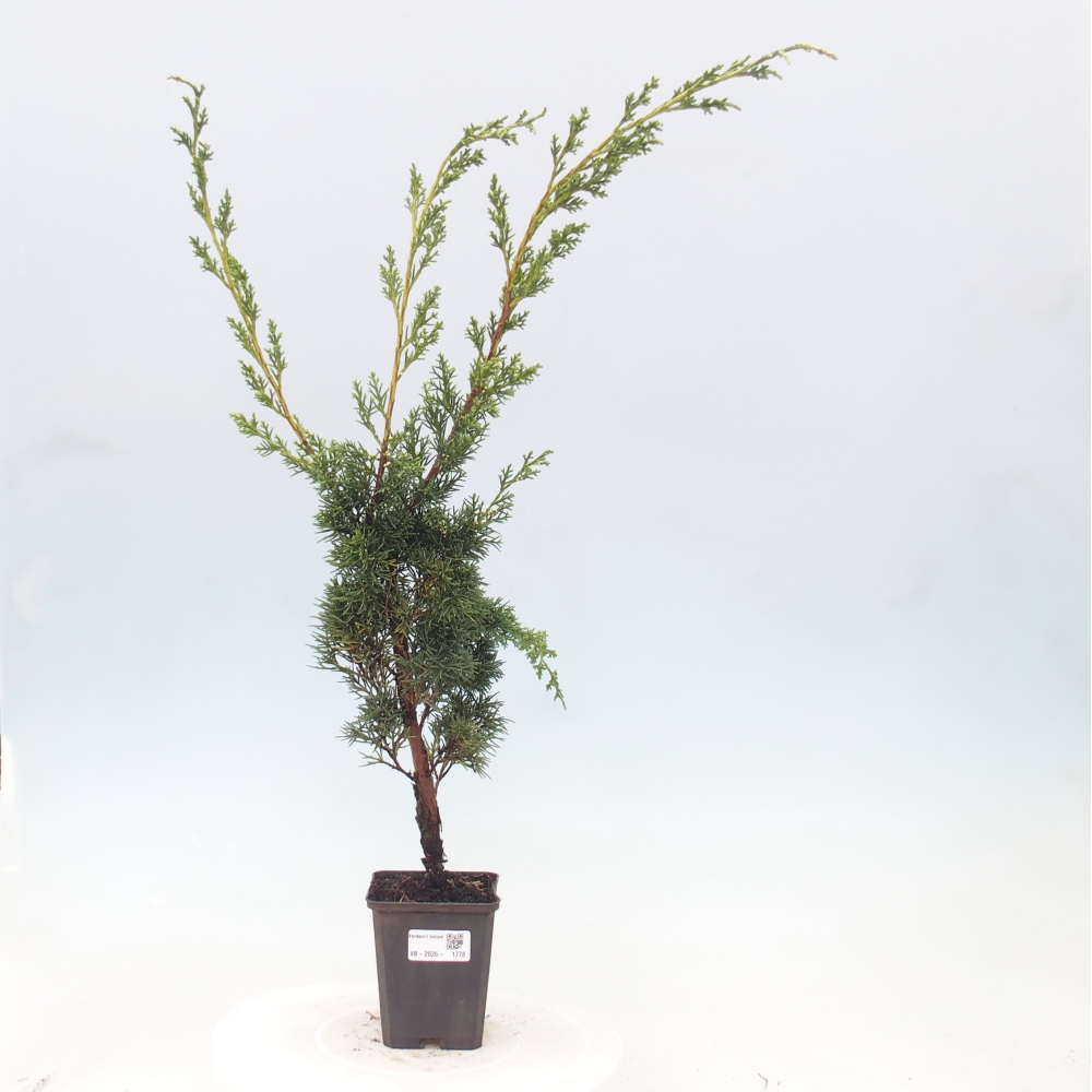 Bonsai für draußen - Juniperus chinensis Kishu