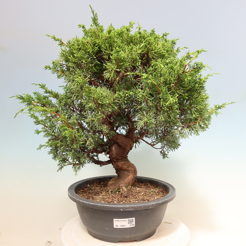 Bonsai für draußen - Juniperus chinensis Itoigawa-Juniperus chinensis
