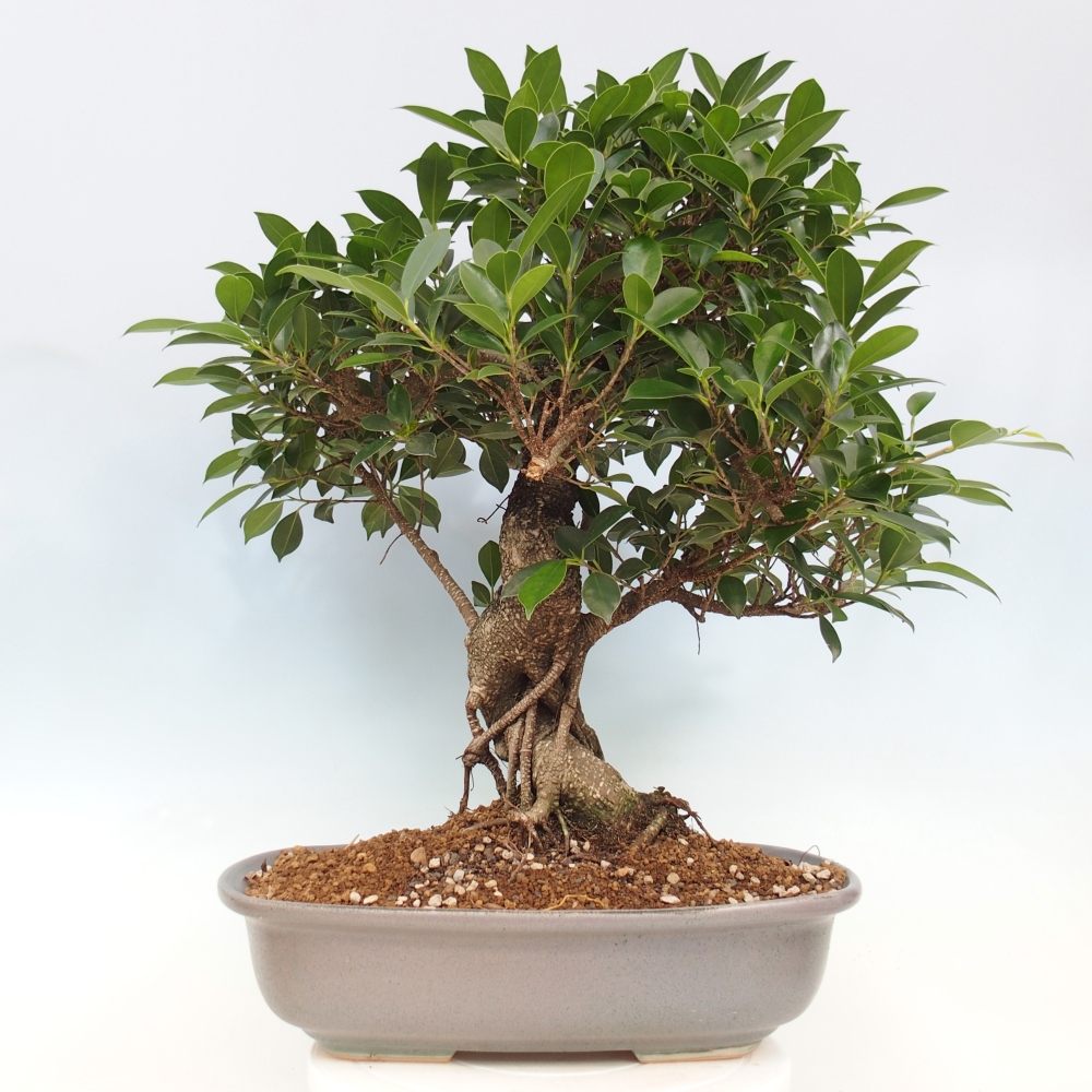 Zimmerbonsai - Ficus kimmen - kleinblättriger Ficus - NUR PERSÖNLICHE ABHOLUNG oder Palettentransport