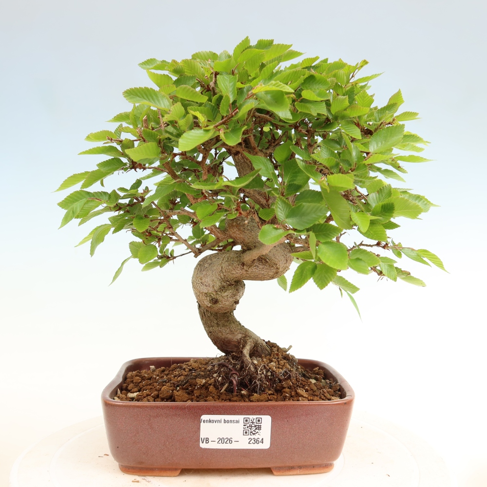 Bonsai für draußen - Karpinus Coreana - Koreanische Hainbuche