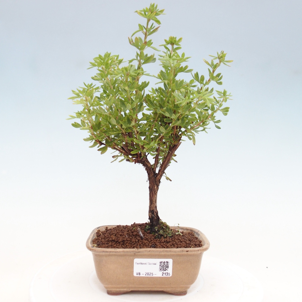 Outdoor-Bonsai-Fingerkraut - Potentila fruticosa gelber Vogel