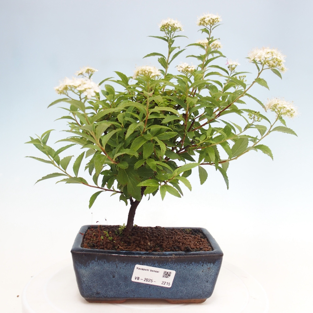 Bonsai im Freien - Spirea japonica GENPSI