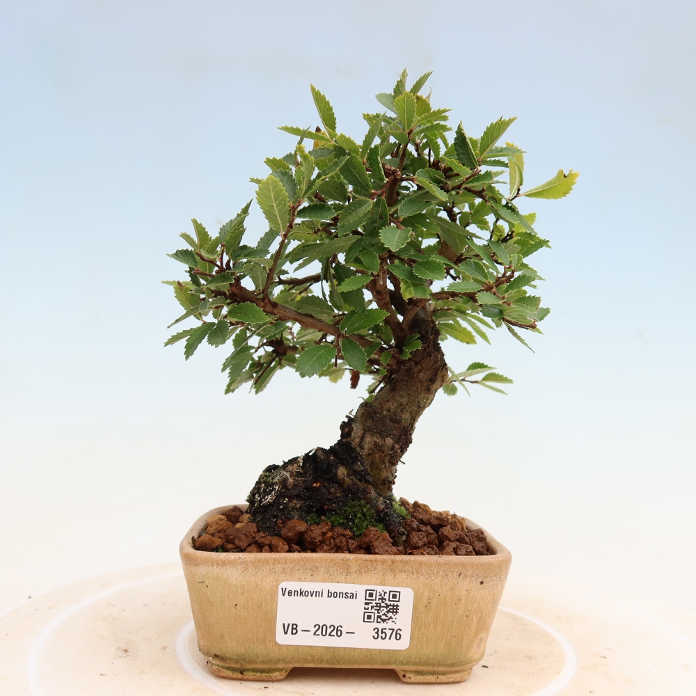 Bonsai für draußen - Zelkova - Zelkova NIRE