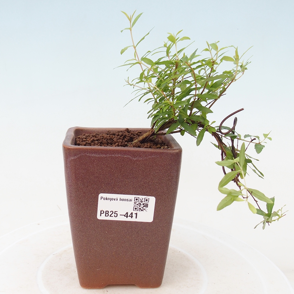 Zimmer Bonsai-PUNICA Granatum -Granatapfel