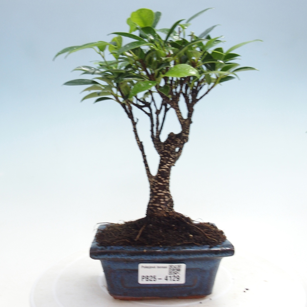 Zimmer Bonsai Ficus retusa kimmen