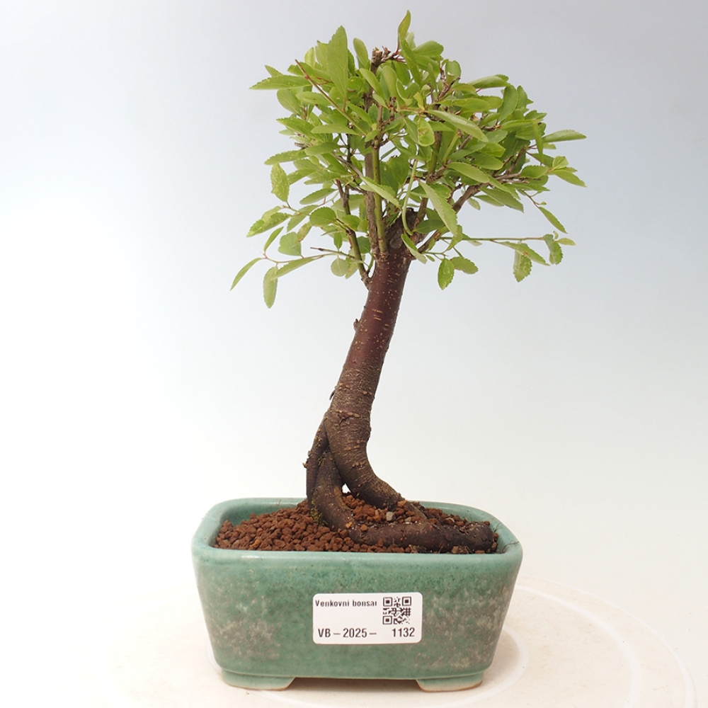 Outdoor-Bonsai - Prunus spinosa - Schwarzdorn
