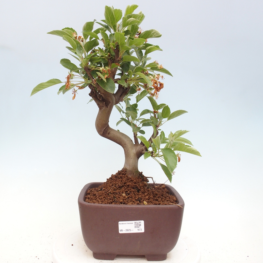 Bonsai im Freien - Malus halliana - Kleinfruchtiger Apfelbaum