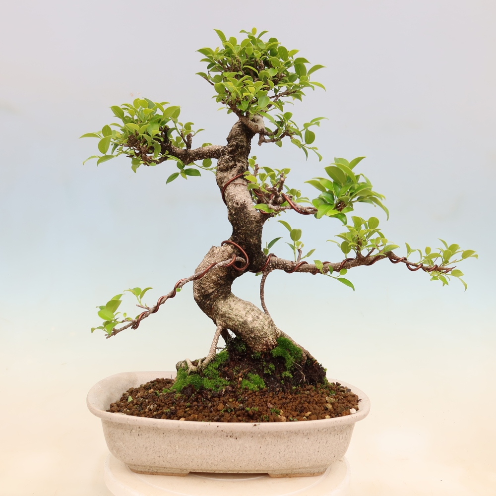 Zimmerbonsai - Ficus kimmen - Kleinblättriger Ficus