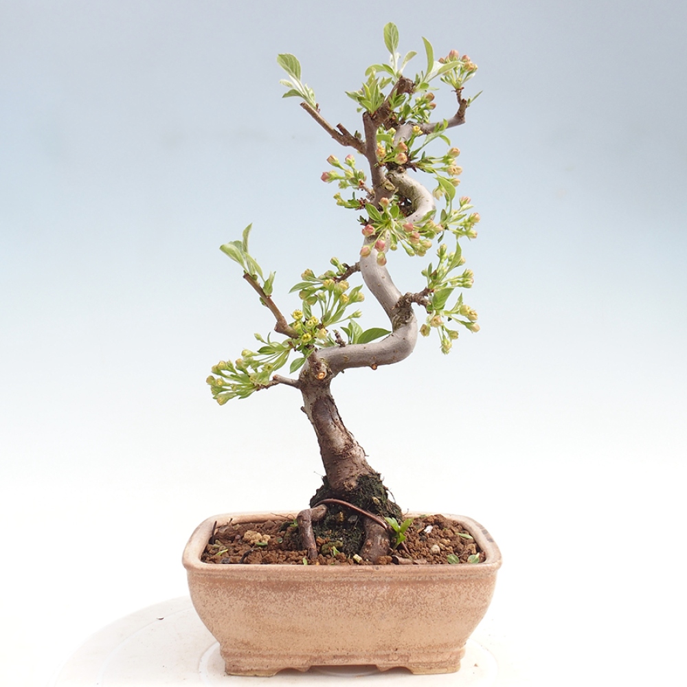 Outdoor Bonsai - Malus sargentii - Kleinfrüchtiger Apfelbaum