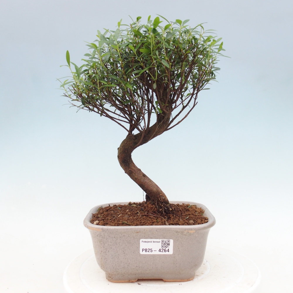 Zimmer Bonsai - Syzygium - Piment