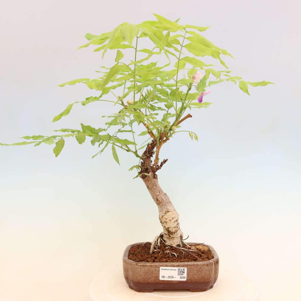 Bonsai für draußen - Wisteria floribunda