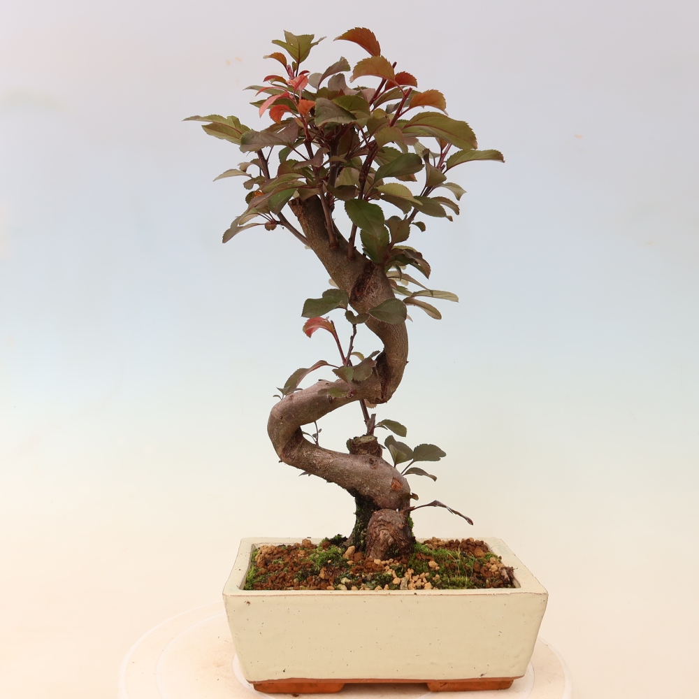 Outdoor-Bonsai -Malus domestica - Kleinfrüchtiger rotblättriger Apfelbaum