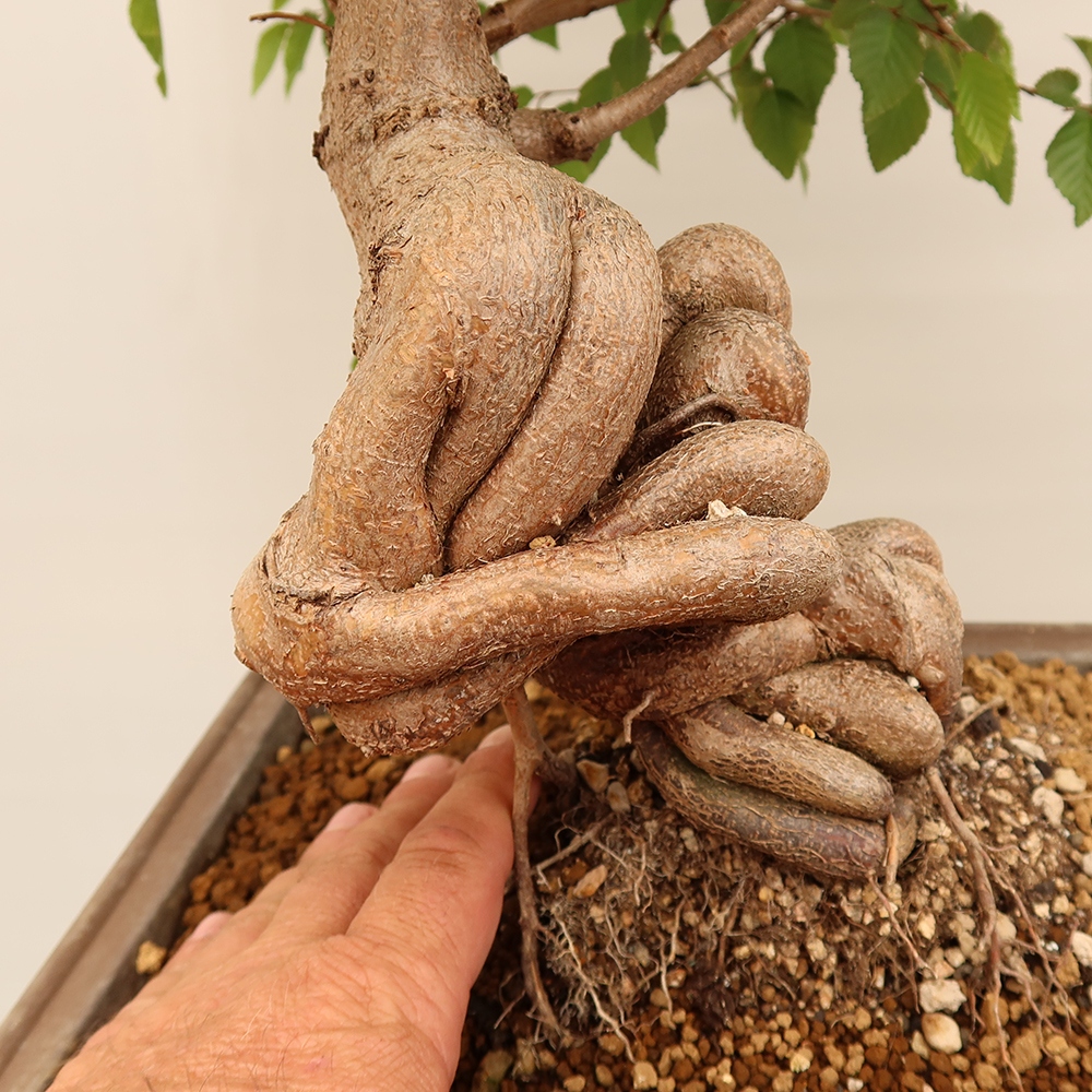 Bonsai im Freien - Carpinus Coreana - Koreanische Hainbuche