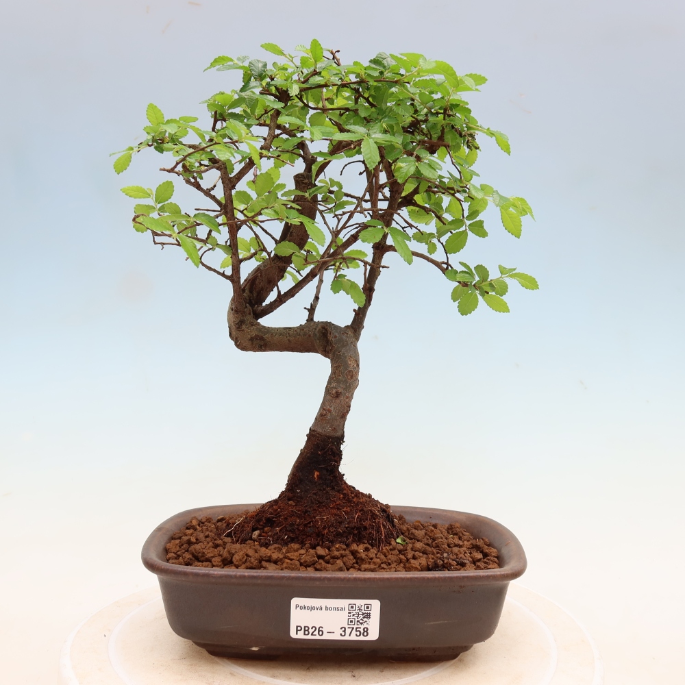 Zimmerbonsai - Ulmus parvifolia - Kleinblättrige Ulme