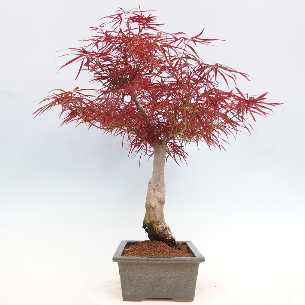 Bonsai im Freien - Acer palmatum RED PYGMY