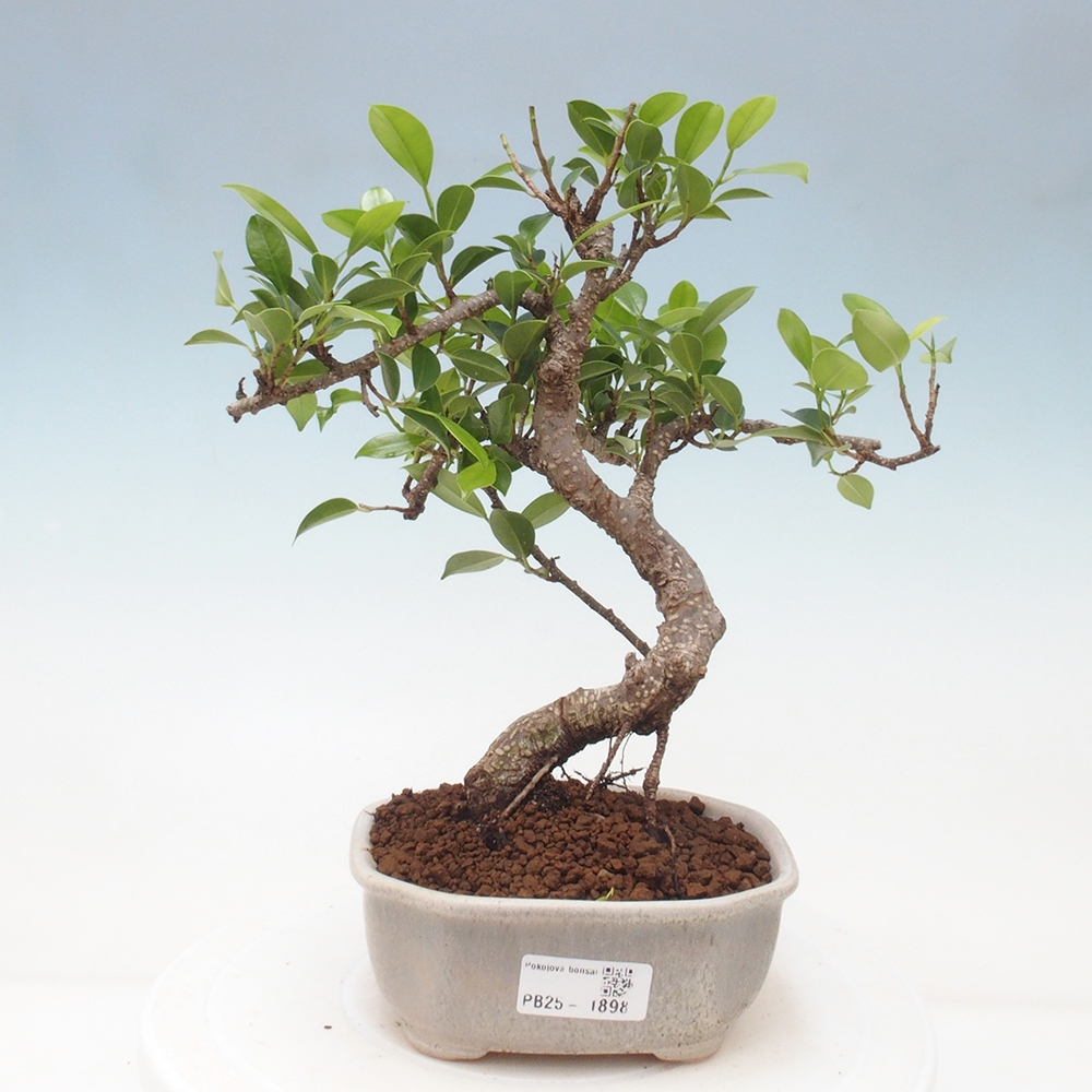 Indoor-Bonsai - Ficus retusa - kleiner Ficus
