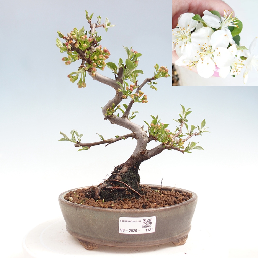 Outdoor Bonsai - Malus sargentii - Kleinfrüchtiger Apfelbaum