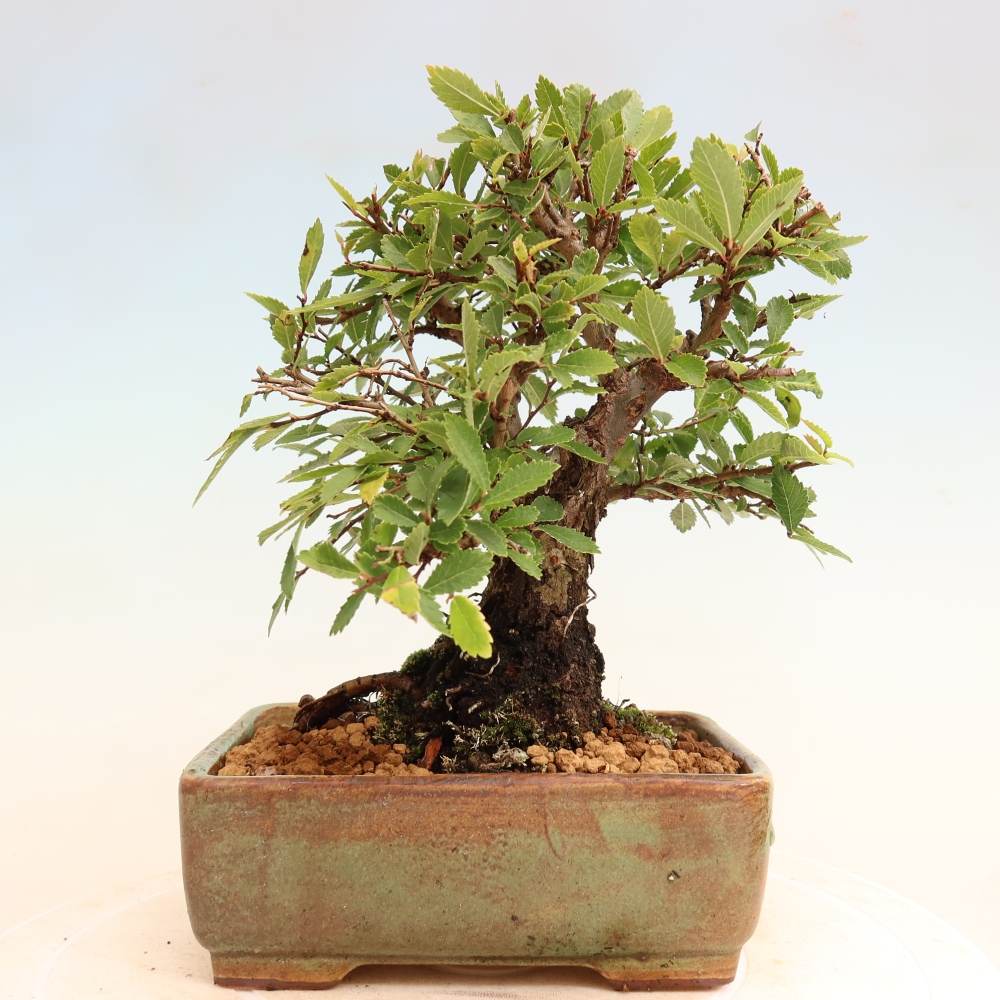 Bonsai für draußen - Zelkova - Zelkova NIRE